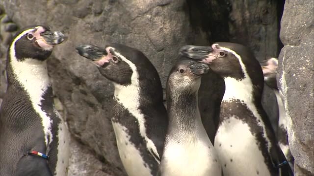 繁殖の血統管理へ 水族館で フンボルトペンギン のタグ交換 新潟市 県内ニュース Nst新潟総合テレビ