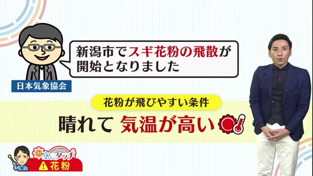 新潟の天気 お空にタッチ 花粉 の飛散始まる ３ １２ １３は局地的な天気の崩れに注意 県内ニュース Nst新潟総合テレビ